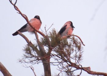 Новосибирские ученые открыли новый вид ворон