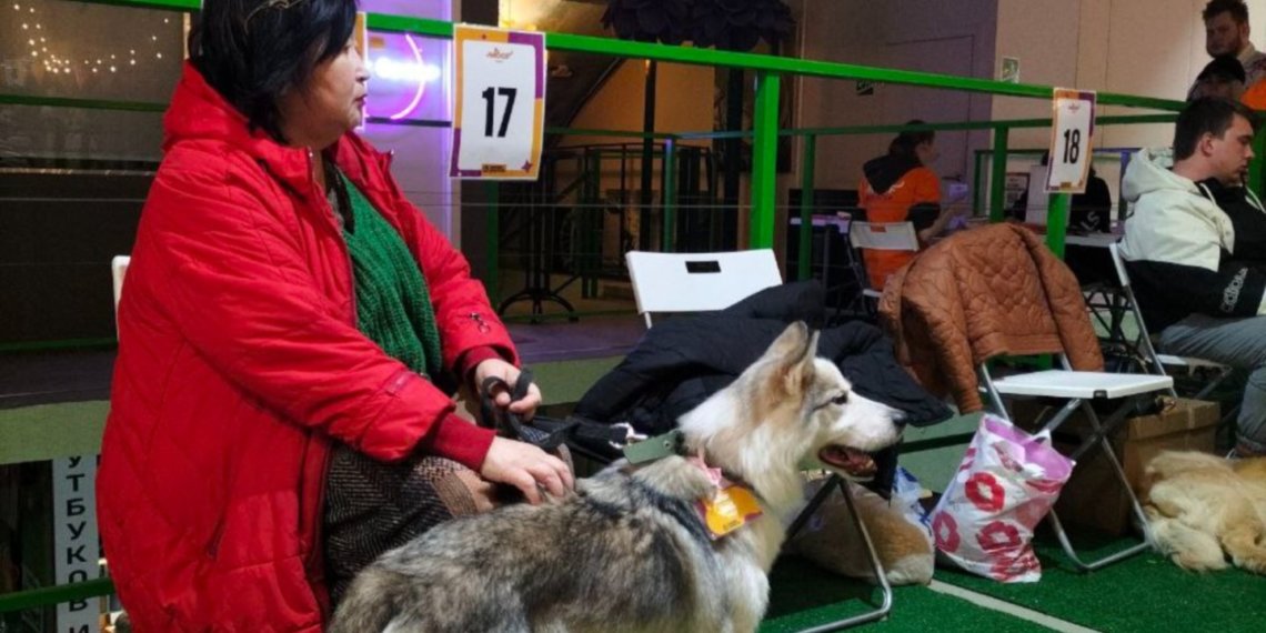 Одноглазый пёс обрёл семью на благотворительном фестивале в Новосибирске