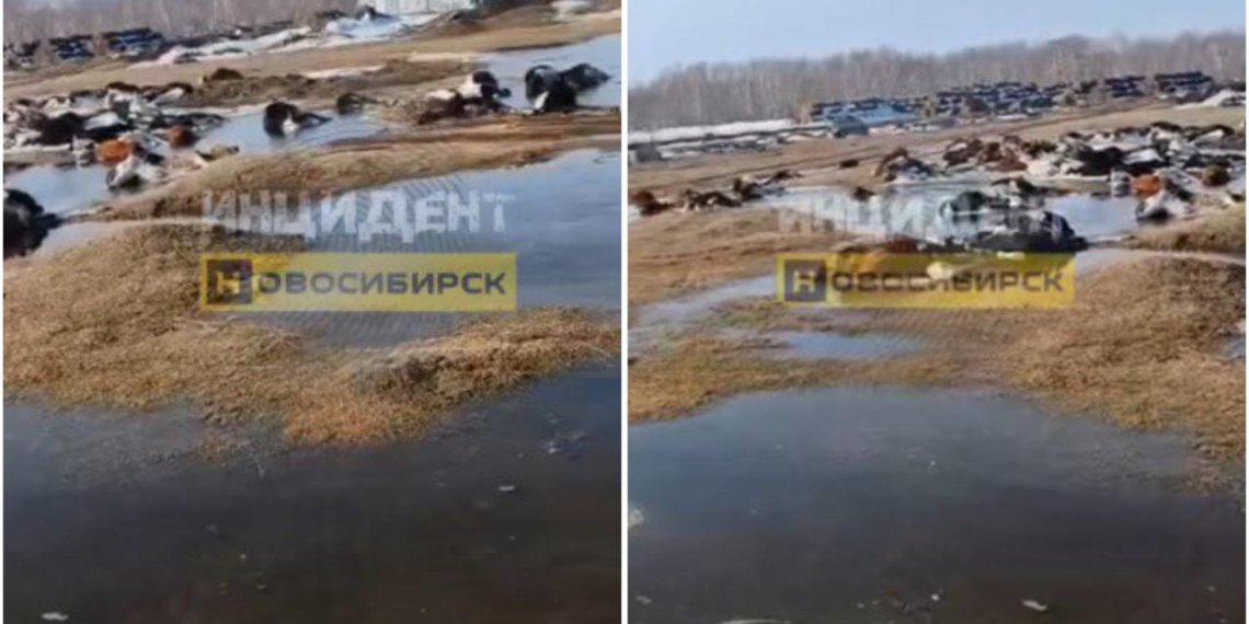 Десятки туш скота разлагаются на берегу озера Чаны в Новосибирской области