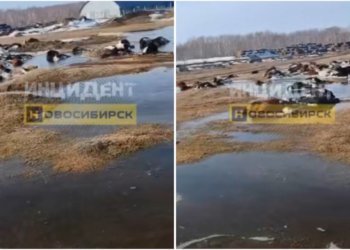 Десятки туш скота разлагаются на берегу озера Чаны в Новосибирской области