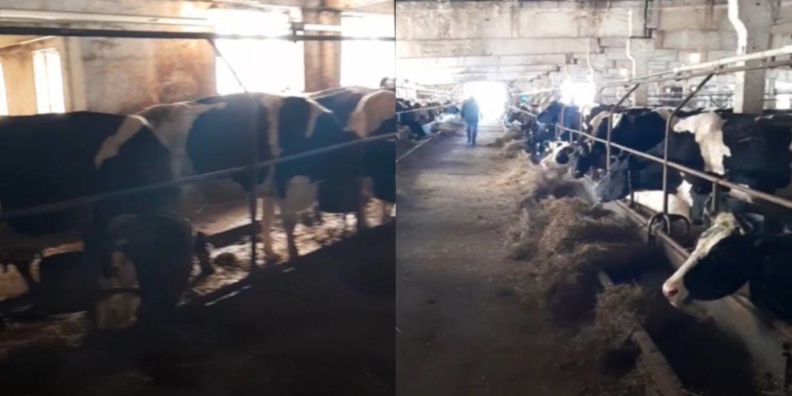 На восемь новосибирских колхозов возбудили дела за плохое содержание скота