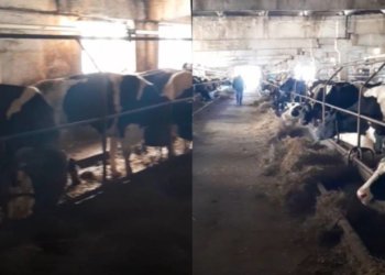 На восемь новосибирских колхозов возбудили дела за плохое содержание скота