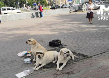 Умер хозяин легендарных лабрадоров из Первомайского сквера Новосибирска