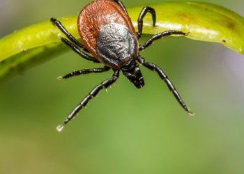 Клещи укусили 36 человек с начала сезона в Новосибирской области