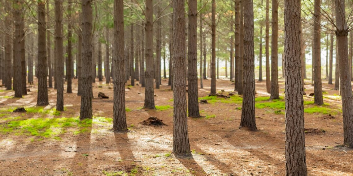 Вырезать лес и воткнуть новостройки за старым ЛДС хотят новосибирские власти