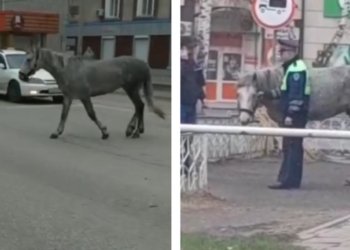 Сотрудники ДПС задержали жеребца за нарушение ПДД в Горно-Алтайске