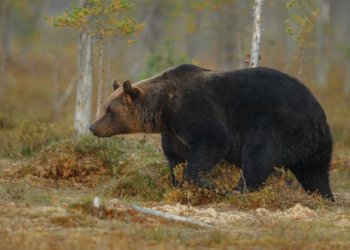 Бурые медведи вышли из спячки в лесах Новосибирской области