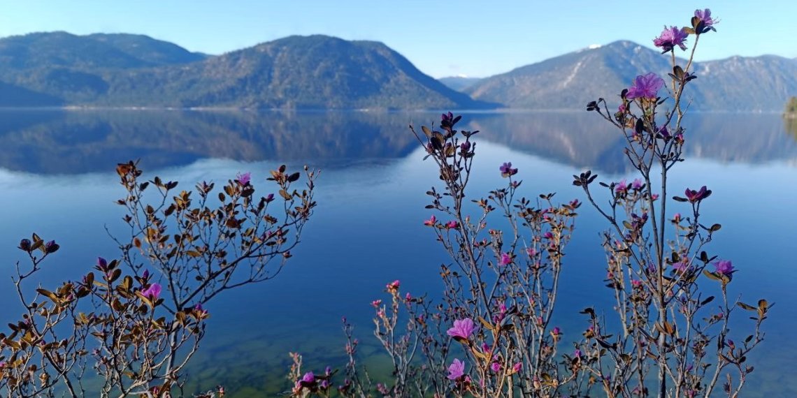 Цветение маральника началось на берегах Телецкого озера