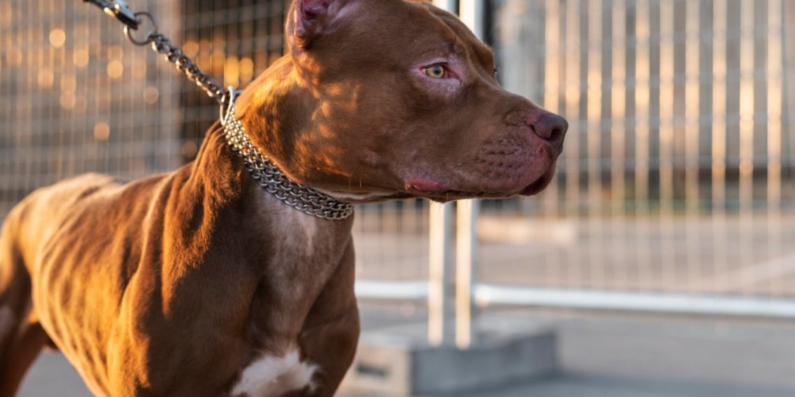 Новосибирские спасатели реанимировали мужчину при агрессивном питбуле