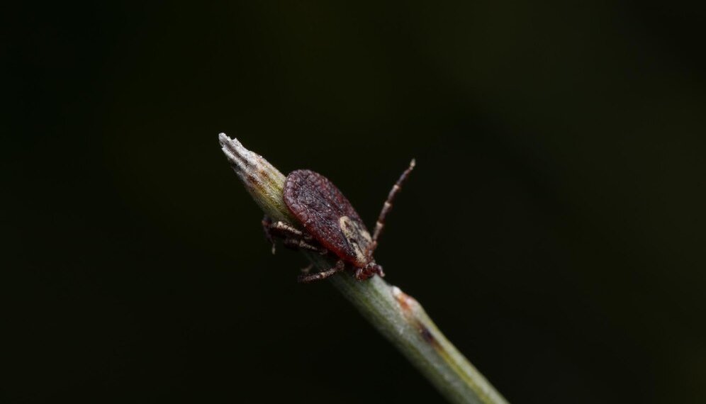 В Новосибирске начинается обработка парков от клещей