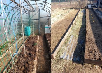 «Любить свою землю и правильно за ней ухаживать»: новосибирская огородница раскрыла секреты хорошего урожая