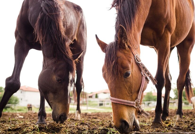 На конюшне под Новосибирском обнаружили бешенство — объявлен карантин