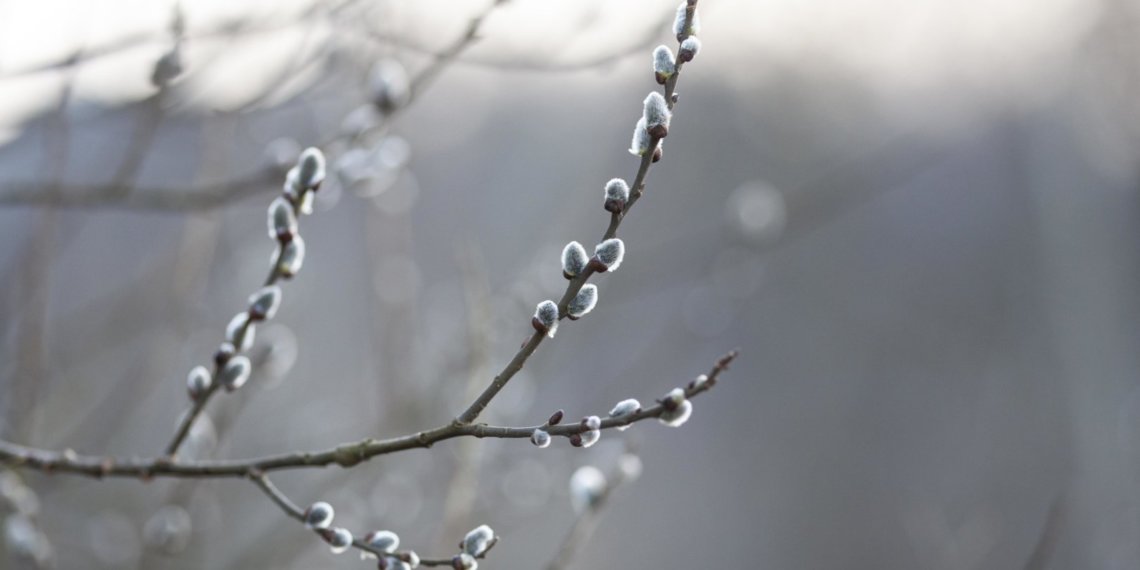 Вербное воскресенье 2025: история, традиции и духовный смысл праздника