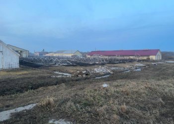 Под Томском более 100 телят погибли при пожаре на ферме