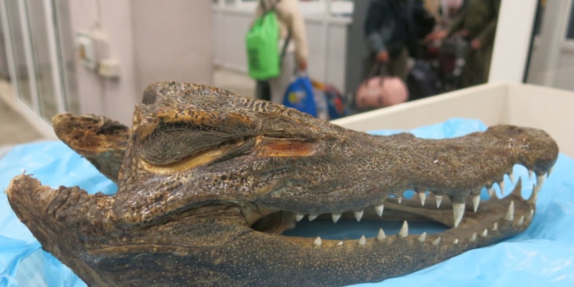 Сушёную голову крокодила обнаружили в багаже сибиряка