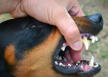 Агрессивная овчарка на самовыгуле напала на ребенка в Новосибирске