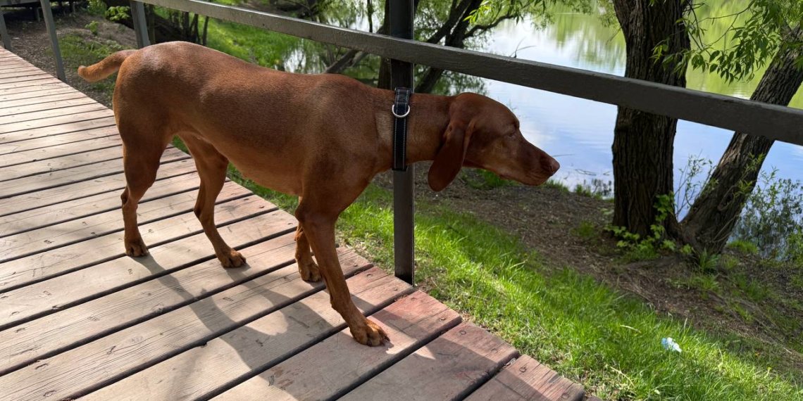 «Человек собаке друг»: в Новосибирске не хватает зон для выгула питомцев