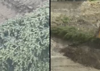 Варварский снос елей на улице Аэропорт дошел до полиции в Новосибирске