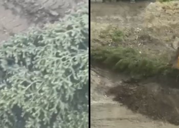 Мэр Новосибирска требует проверить застройщика после варварского сноса елей