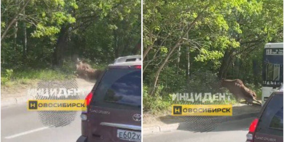 Лося насмерть сбили на Выборной в Новосибирске