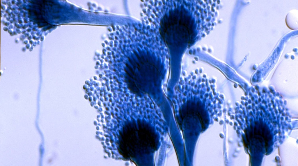 Смертельный грибок: Под удар могут попасть Европа, Россия и Китай