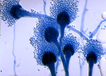 Смертельный грибок: Под удар могут попасть Европа, Россия и Китай