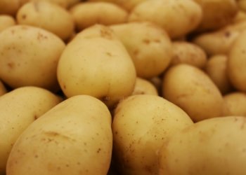 На рынке России всё больше картофеля из Китая