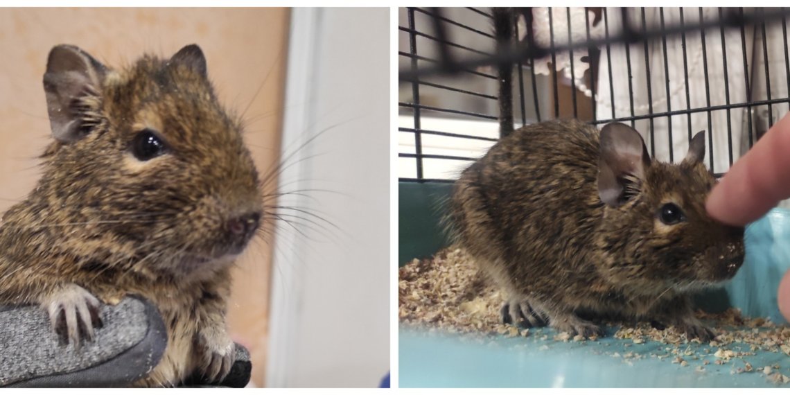 В Академгородке поймали чилийскую белку