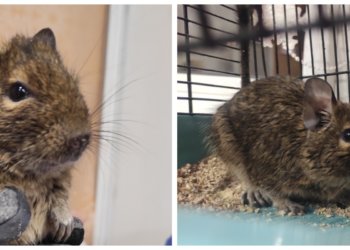 В Академгородке поймали чилийскую белку