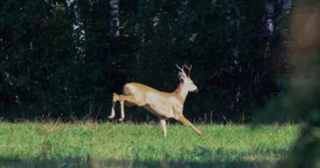 Косули выходят на дороги