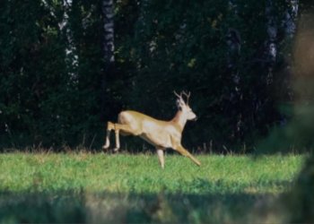 Косули выходят на дороги