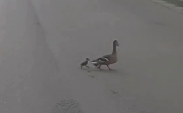 Водитель трамвая бросилась на дорогу и спасла утят в Новосибирске