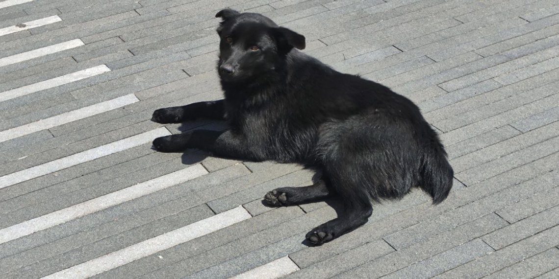 «Алло, на меня напала бродячая собака!»: в России может появиться телефон экстренной помощи