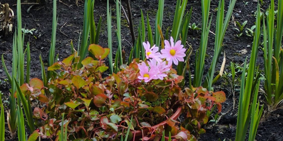 За огород платить не придётся: пенсионеров могут освободить от уплаты налогов