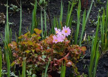 За огород платить не придётся: пенсионеров могут освободить от уплаты налогов