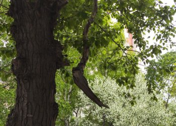 В Новосибирске накажут виновного в падении дерева на пожилую женщину