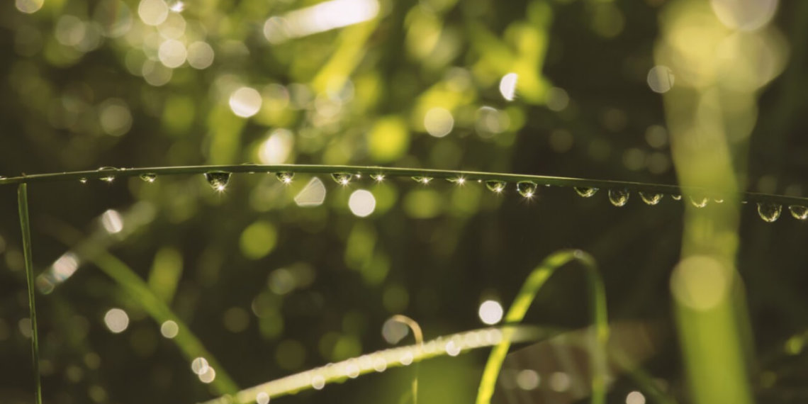 Какая погода ждет Новосибирскую область до конца недели