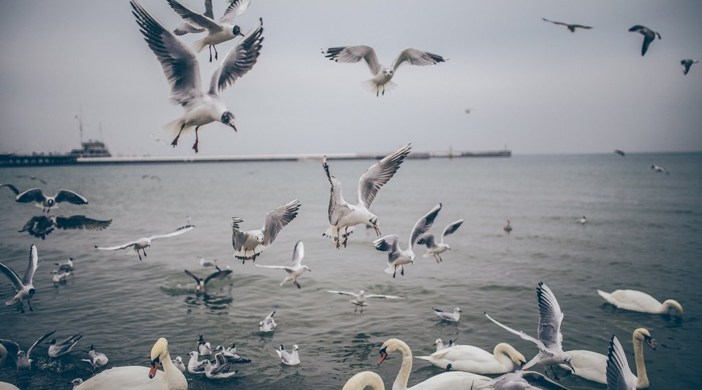 «Спецавтохозяйство» получило представление из-за скопления птиц на мусорном полигоне вблизи аэродрома Ельцовка