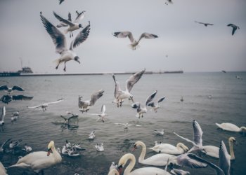 «Спецавтохозяйство» получило представление из-за скопления птиц на мусорном полигоне вблизи аэродрома Ельцовка