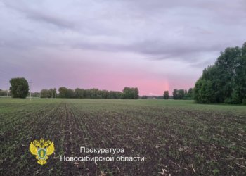 Новосибирца задержали за расправу над подростком в лесу