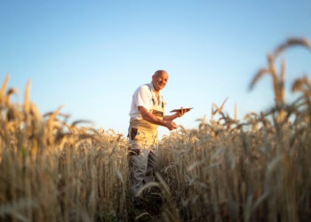 Сбер: объем льготного кредитования сибирских фермеров вырос на 40% в 2025 году