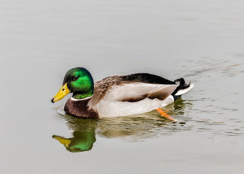 Нейросеть Сбера создала детскую книгу о водоёмах и их обитателях — «Эконавигатор: Путешествие по реке»
