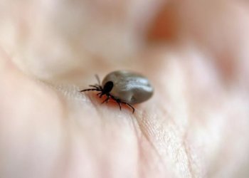 Почти 2 тысячи новосибирцев пострадали от клещей за неделю