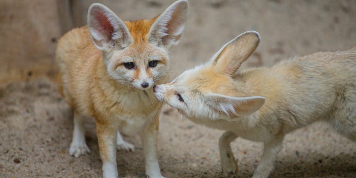 Новосибирский зоопарк перешёл на летний режим работы