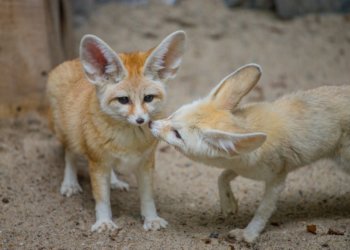Новосибирский зоопарк перешёл на летний режим работы