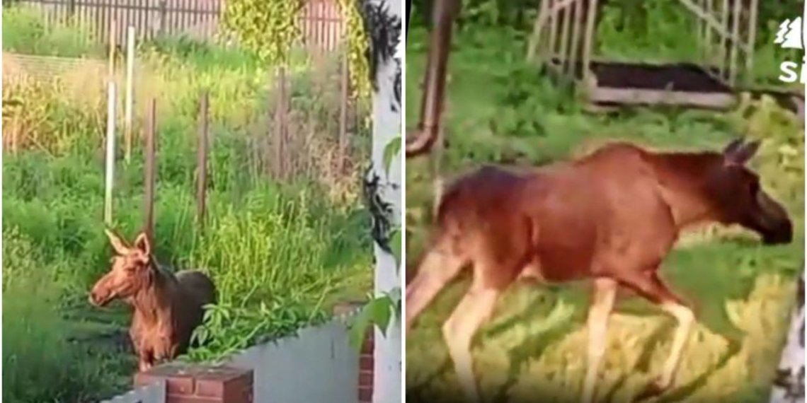 Лось вышел к людям и напугал дачницу под Новосибирском