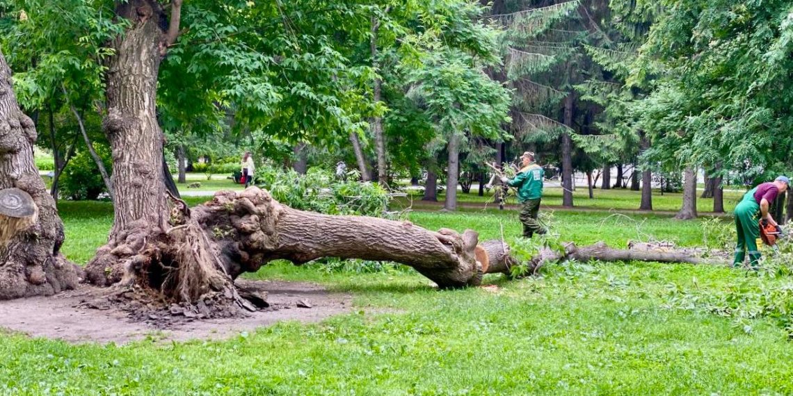 В Первомайском сквере рухнул огромный 90-летний клён после шторма в Новосибирске