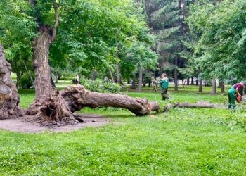 В Первомайском сквере рухнул огромный 90-летний клён после шторма в Новосибирске