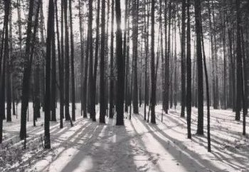 Волонтёрку «Лиза Алерт» вывез в лес и зарезал бывший муж