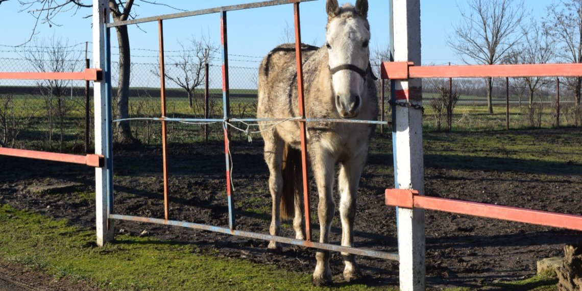 Лошадь лягнула в лицо двухлетнего мальчика в Новосибирской области
